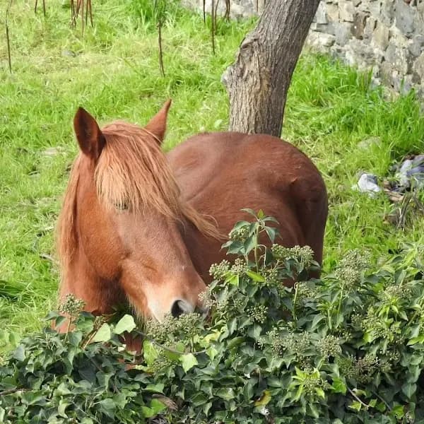ADEQC- Associação Desportiva de Equitação da Quinta das Carvas