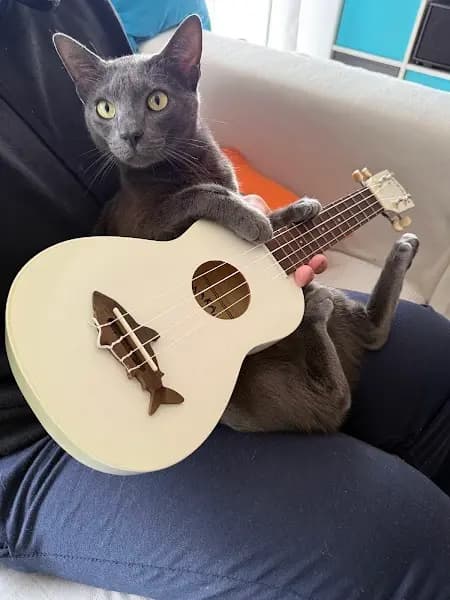 Campo Guitar Academy