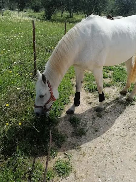 Clube Hípico de Loulé