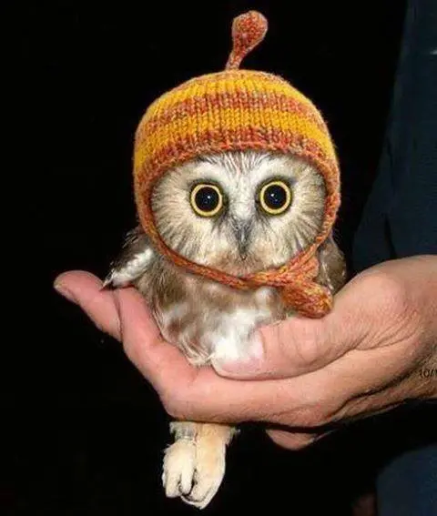 Gennius Centro de Explicações - Apoio ao Estudo